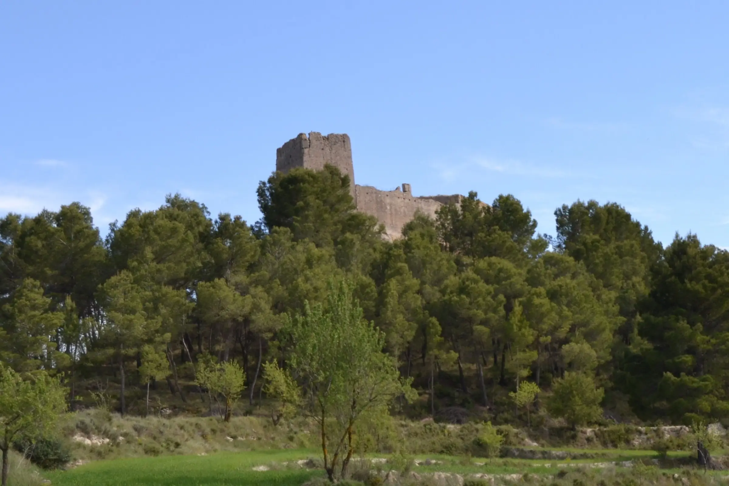La torre y la muralla del castillo asomando sobre los pinos de su colina